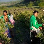 Leader de la production d'huiles essentielles de rose et de lavande bulgares, la société Enio Bonchev s'appuie sur une histoire plus que centenaire et un engagement renouvelé en matière de durabilité (Photo : Enio Bonchev)