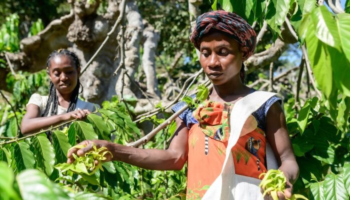 Jacarandas cultivates Madagascar scents: from ylang-ylang to pink peppercorn