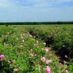 Leader de la production d'huiles essentielles de rose et de lavande bulgares, la société Enio Bonchev s'appuie sur une histoire plus que centenaire et un engagement renouvelé en matière de durabilité (Photo : Enio Bonchev)