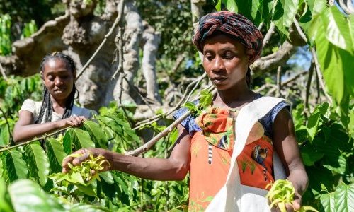 De l'ylang-ylang à la baie rose, Jacarandas cultive les parfums de Madagascar