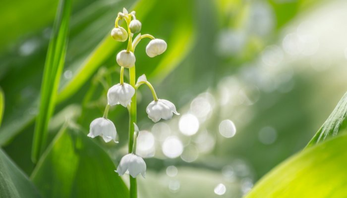 Givaudan debuts Nympheal, a fragrance ingredient with a white floral profile