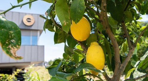 « Nous voulons sublimer la richesse des naturels », Xavier Renard, Givaudan