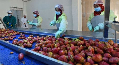 Tunisia: Prickly pear producers predict cacti cosmetics cash-in