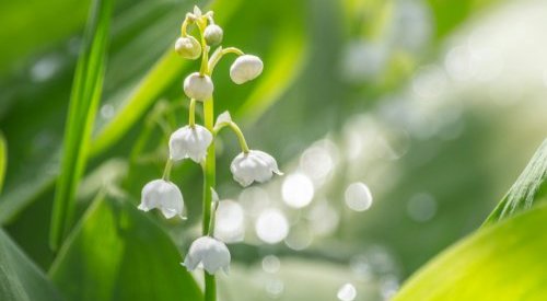 Givaudan lance Nympheal, un ingrédient de parfum au profil floral blanc