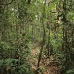 The Tapajós National Forest was chosen as the collection site for the Green Amazon Expedition (Photo : Apoena Biotech)