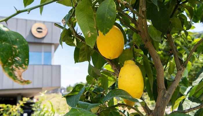 « Nous voulons sublimer la richesse des naturels », Xavier Renard, Givaudan