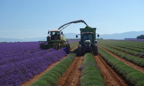 SCA3P : Un lavandin éthique et équitable produit en France