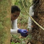 Biological samples chosen based on a literature review of plants with biotechnological properties of interest, conducted prior to the expedition (Photo: Apoena Biotech)