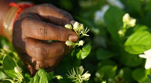 Le jasmin de Madurai, discret ingrédient des parfumeurs du monde entier