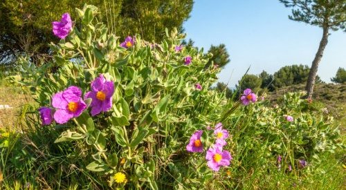 Scentaurus Melrose : nouveau précurseur biodégradable dans la palette Givaudan